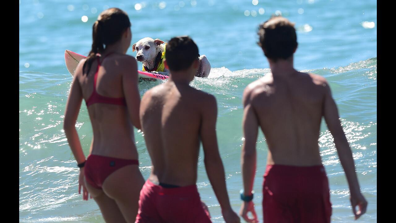 Unleashed Surf City Surf Dog contest