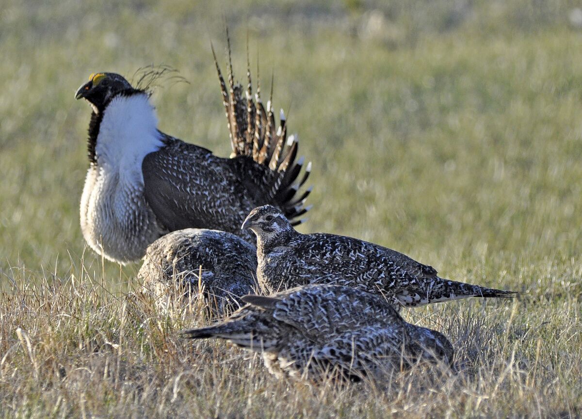 FILE - In this March 1, 2010 file photo, from the U.S. Fish and Wildlife Service, a bi-state sage grouse, rear, struts for a female at a lek, or mating ground, near Bridgeport, Calif. A federal judge has ruled that the Trump administration illegally withdrew an earlier proposal to list the bi-state sage grouse as a threatened species along the California-Nevada line in 2020. (Jeannie Stafford/U.S. Fish and Wildlife Service via AP, File)