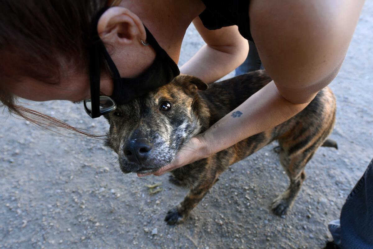 Michelle Sathe kisses an 8-month-old mixed breed dog up for adoption at Best Friends Lifesaving Center in Mission Hills.