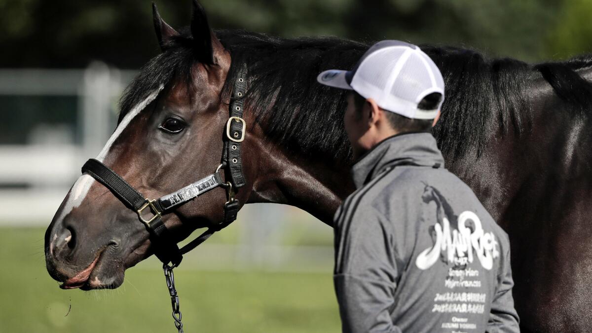 Epicharis pauses while grazing outside his barn on Thursday at Belmont Park.