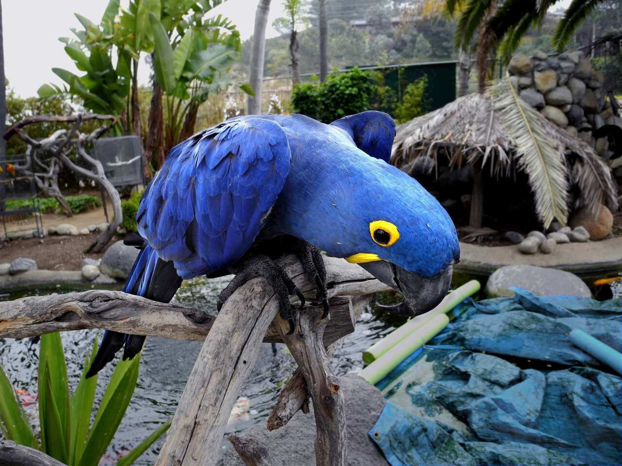 Abby, a hyacinth macaw, is one of the colorful creatures at Free Flight, an exotic bird sanctuary near the Del Mar race track.