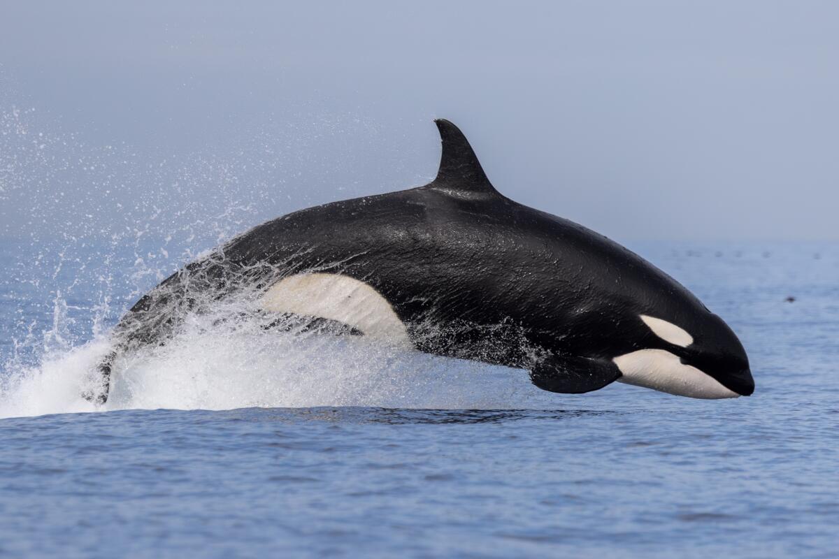 An orca was sighted in Newport Beach's waters on Sunday.