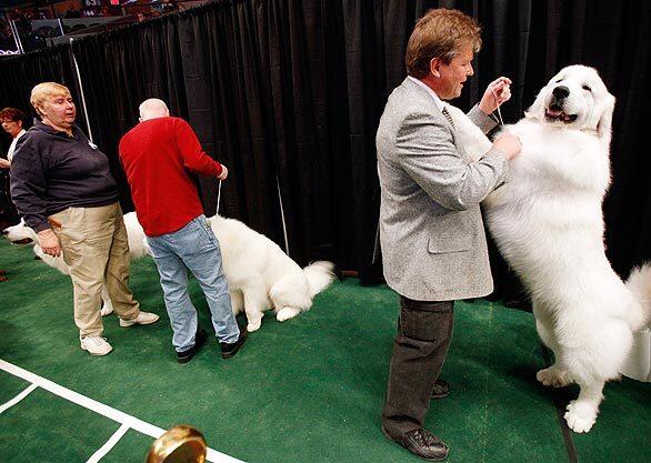 133rd annual Westminster Kennel Club dog show