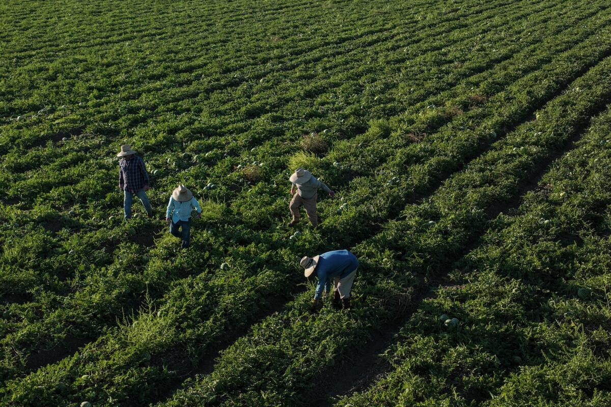 Farmworkers had picked most of the watermelons in a field days earlier, but returned to harvest the remaining fruit once it was ripe.