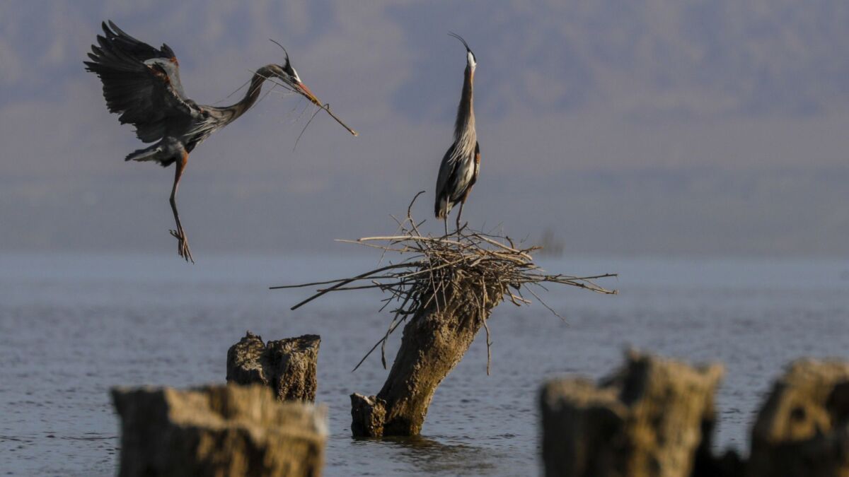 A pair of herons build a nest at the Salton Sea.