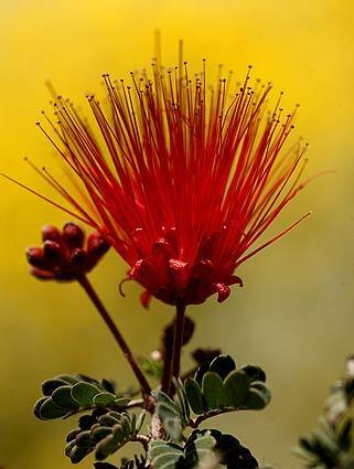 Fairy duster in Anza-Borrego Desert State Park