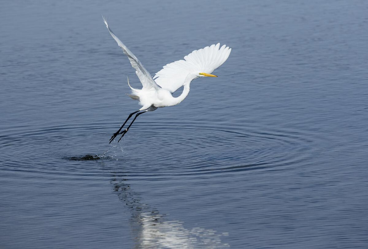 A Great Egret takes flight at the Bolsa Chica Ecological Reserve.
