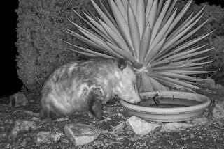 Recent nighttime visitors drinking from “The Possum Pond” at Mt. Whoville include this opossum.