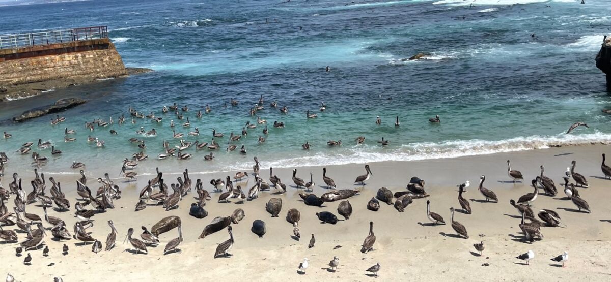 Pelicans greatly outnumber harbor seals in this photo at the Children's Pool earlier this month.