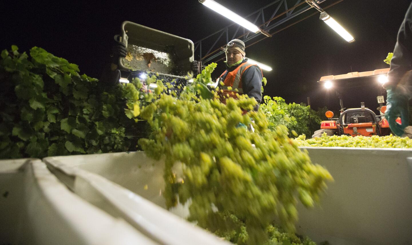 Freshly harvested grapes are thrown into bins at the Sangiacomo Family Vineyard. The industry uses precision irrigation practices that involve complex remote-sensing devices, satellites and drones.