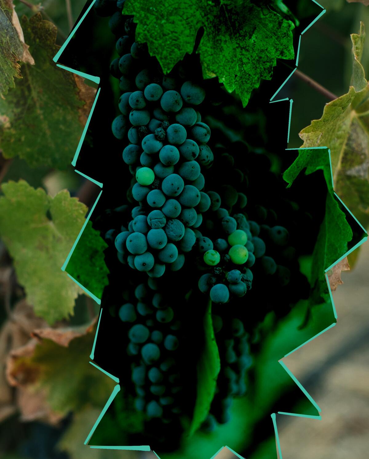 Photo illustration of vineyard grapes.