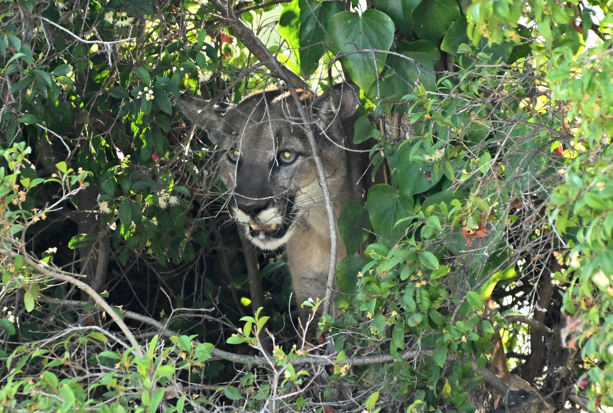 A mountain lion sits in a tree after being tranquilized along San Vicente Boulevard in Brentwood.