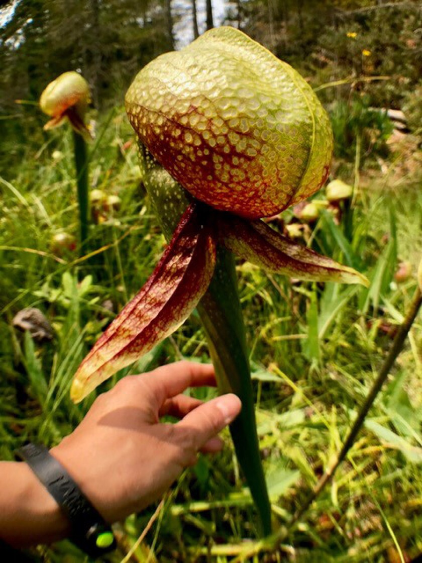 The cobra lily uses carnivory to supplement the lack of nutrients in its native soil.