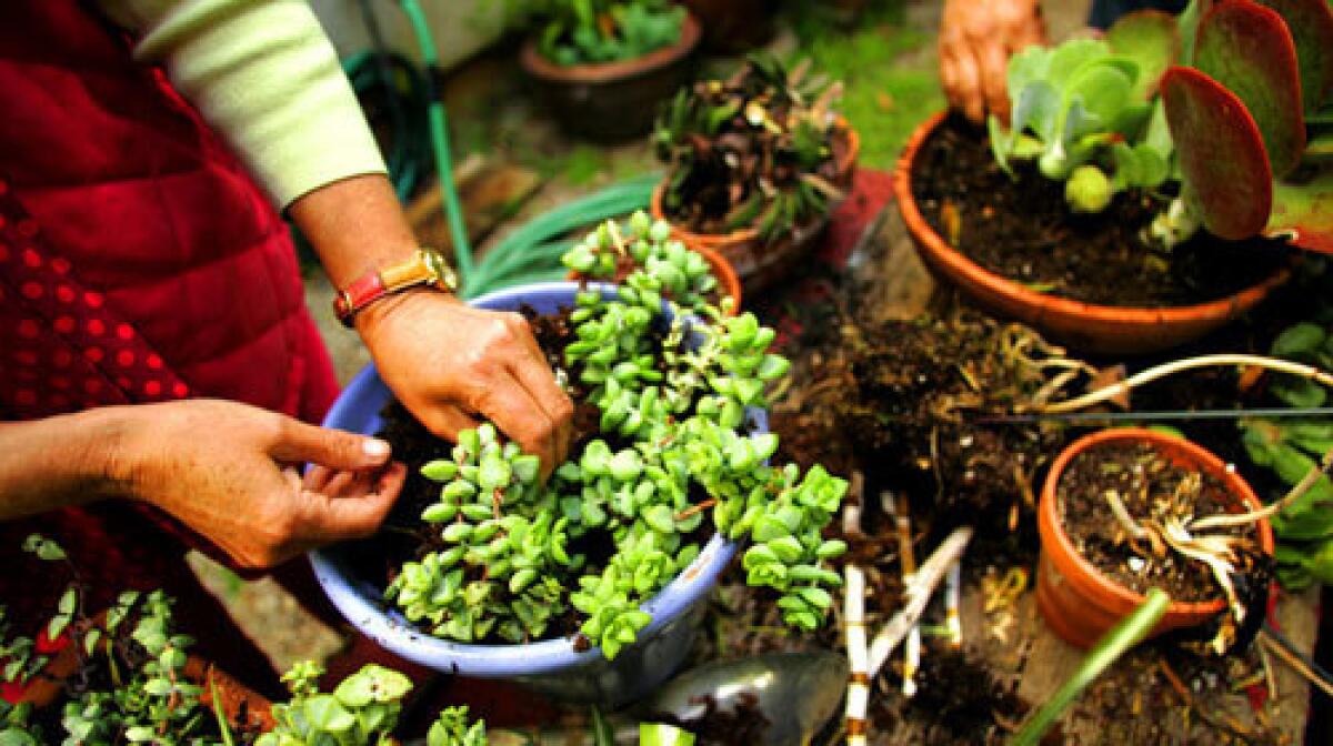 Green retires ailing plants to her side yard plant hospital, where they get a chance to recuperate. The rejuvenated plants are then used to create new succulent combinations that she pots and places into the garden to be enjoyed a second and third time around.