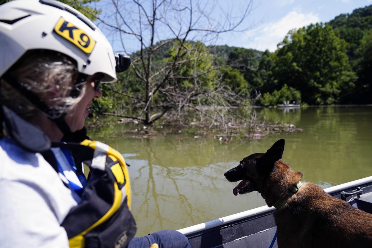 A human remains detection K9 dog named Crush, looks out of the front of a boat in a water search with Jackie Johnson in Carr Creek Lake on Wednesday, Aug. 3, 2022, near Hazard, Ky. (AP Photo/Brynn Anderson)