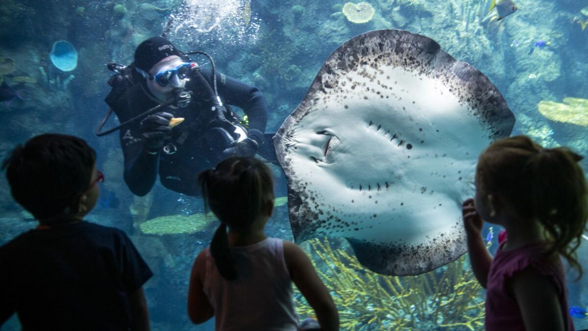 A mangrove ray swims up to volunteer diver Stephen Collins during a feeding at the Aquarium of the Pacific.