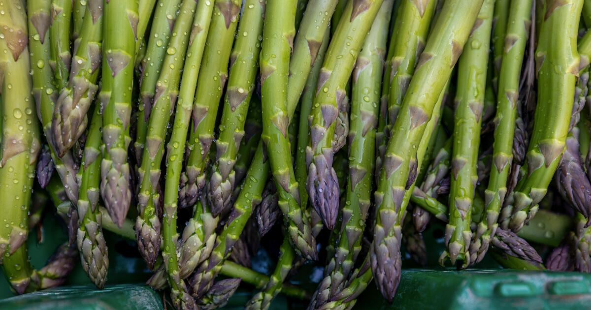It was   a late March morning and dozens of women and men descended  on a San Joaquin Valley asparagus farm — one of the last in the state. The work
