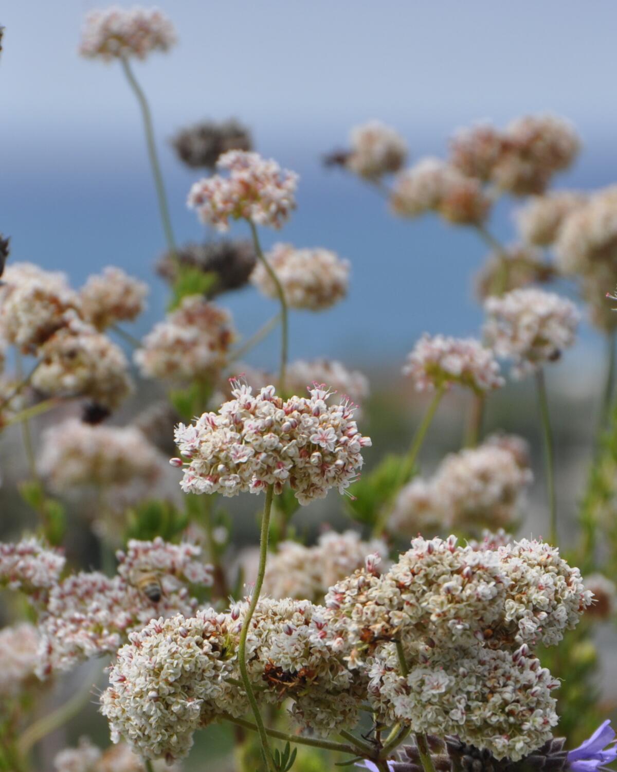Clusters of light pink flowers on a hill overlooking the ocean