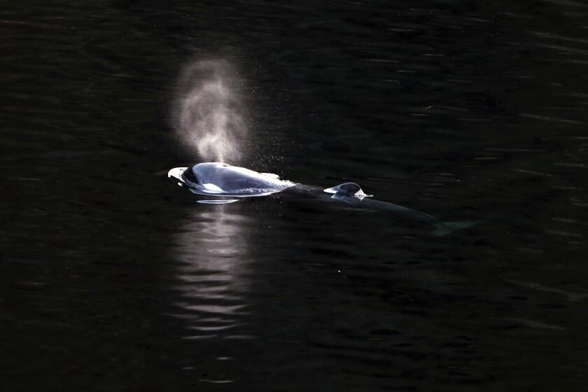 Una cría de orca de dos años nada en Little Espinosa Inlet, cerca de Zeballos, Columbia Británica, el viernes 19 de abril de 2024. (Chad Hipolito/The Canadian Press via AP)
