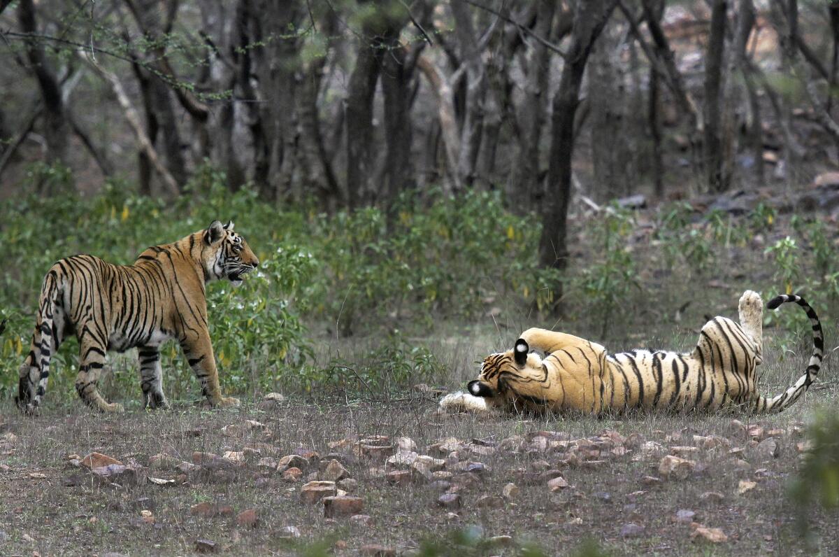 Tigers at the Ranthambore National Park in Sawai Madhopur, India, in 2015