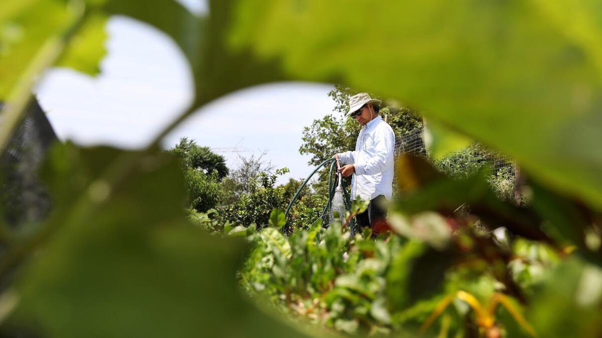 Johnny Bueno, 34, works at GrowGood urban farm, adjacent to the Salvation Army's Bell homeless shelter. A neighboring 14-acre plot of land is at the center of a legal dispute between the city of Bell, a building materials company and an environmental group.