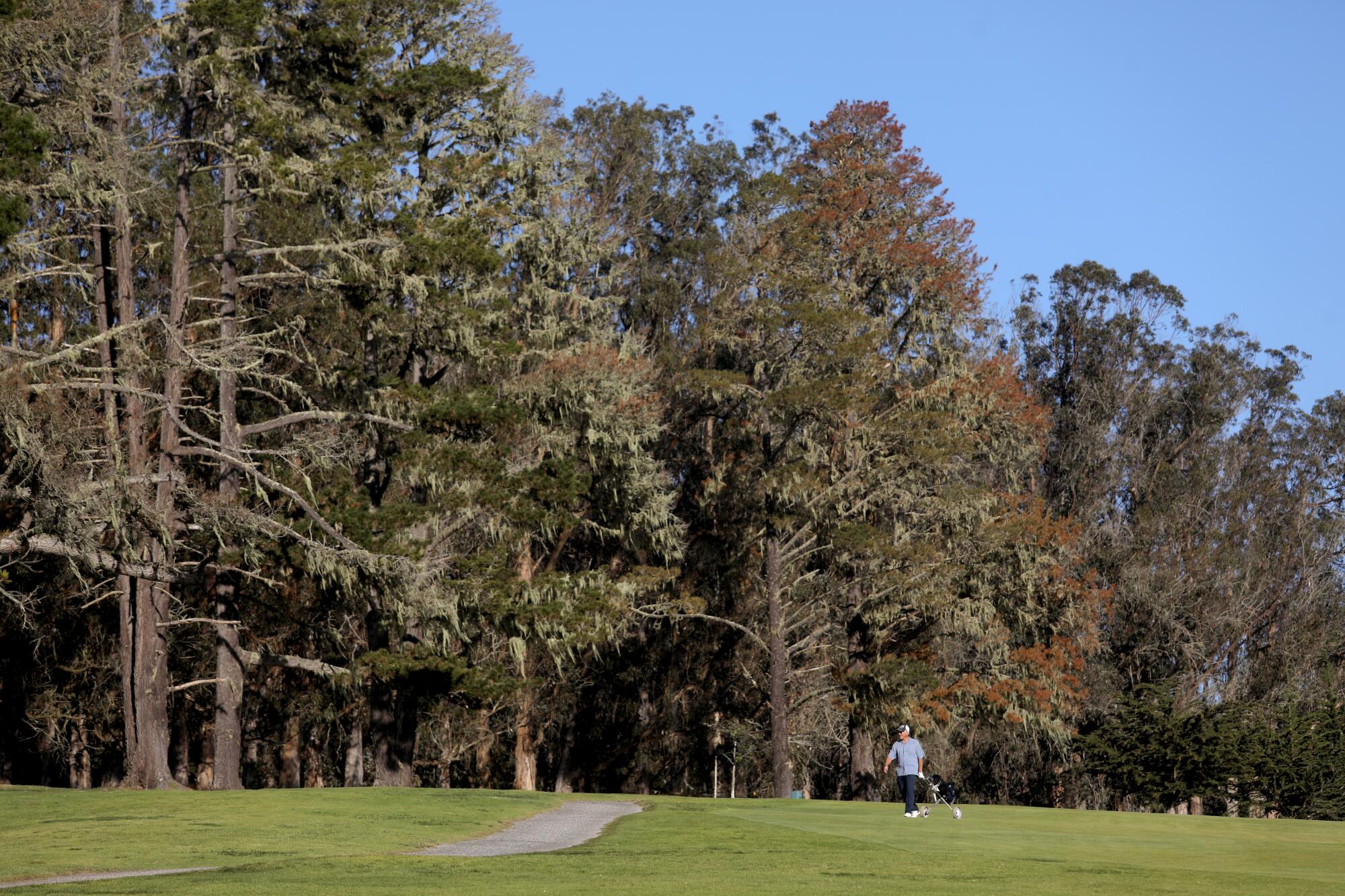 Golfers stroll past a mix of eucalyptus and pine trees, a habitat for monarch butterflies, at the Morro Bay Golf Course