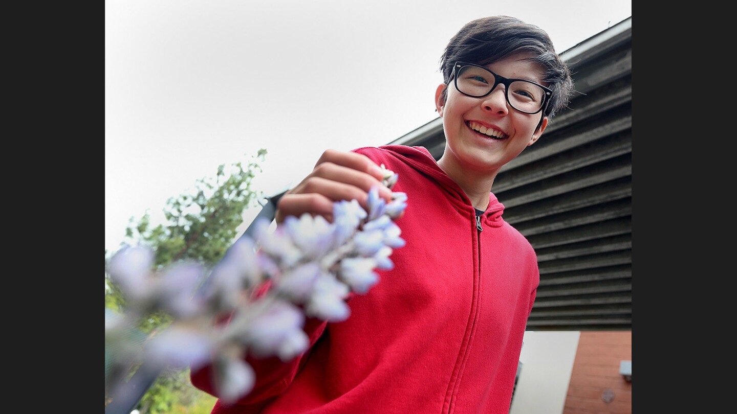 8th grader Ella Tamny, 14, with the tip of a flower of a silver bush lupine she planted at Rosemont Middle School on Tuesday, May 16, 2017. Ella, for a Girl Scout project, planted the butterfly garden using California native plants which is good for bees, butterflies and attracts hummingbirds.