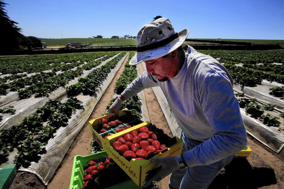 Roberto Alanis works in a UC Davis strawberry field in Watsonville, Calif.