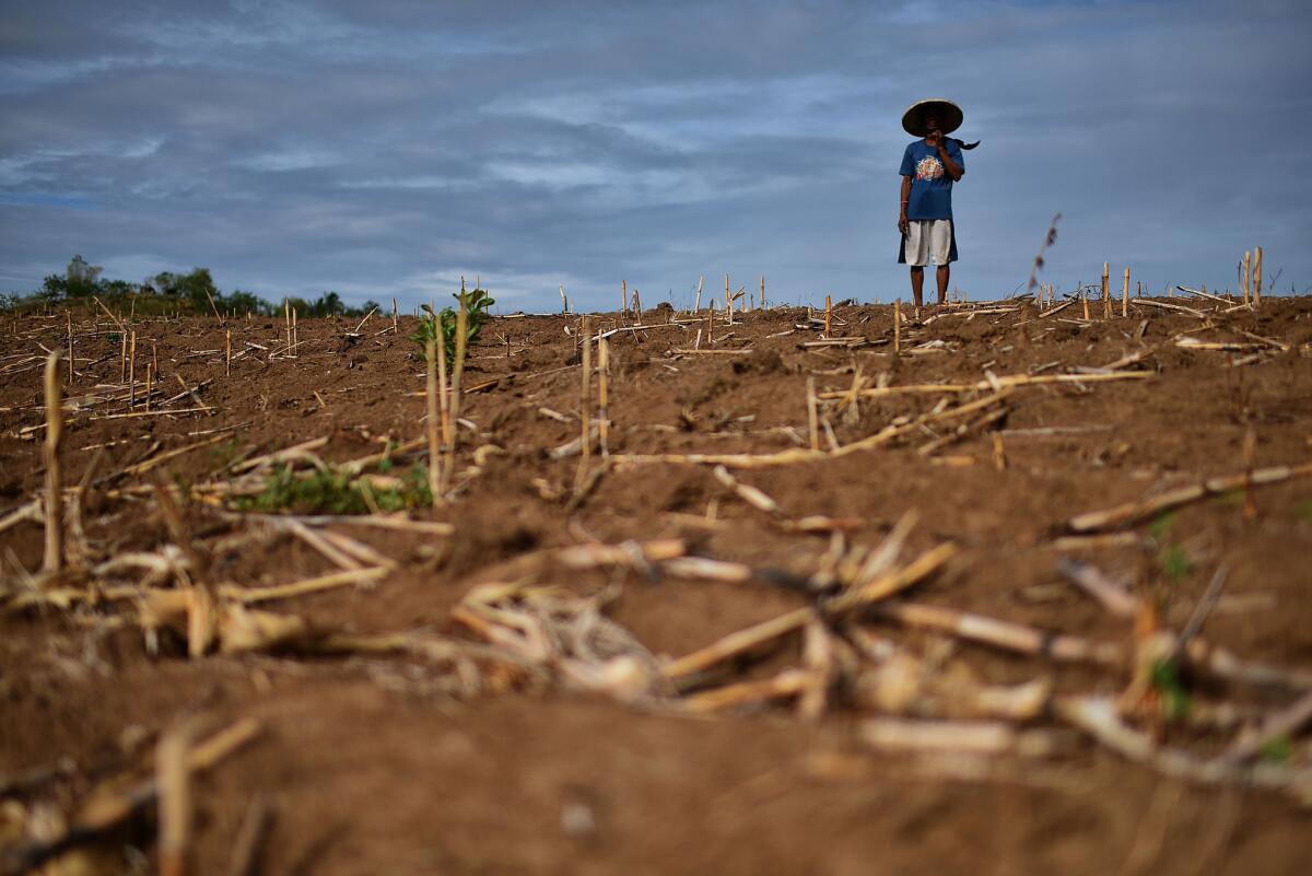 A parched cornfield in an agricultural mountain area in Mindanao, Philippines. The heat wave brought on by El Niño has severely affected food and water supplies in many countries.