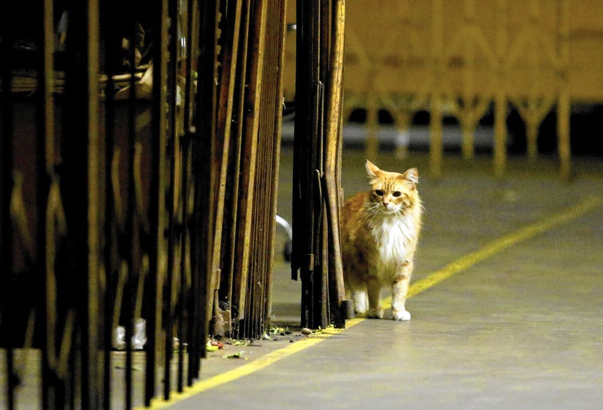 After merchants and customers at the L.A. Flower Market have gone home for the night, cats are on patrol duty.