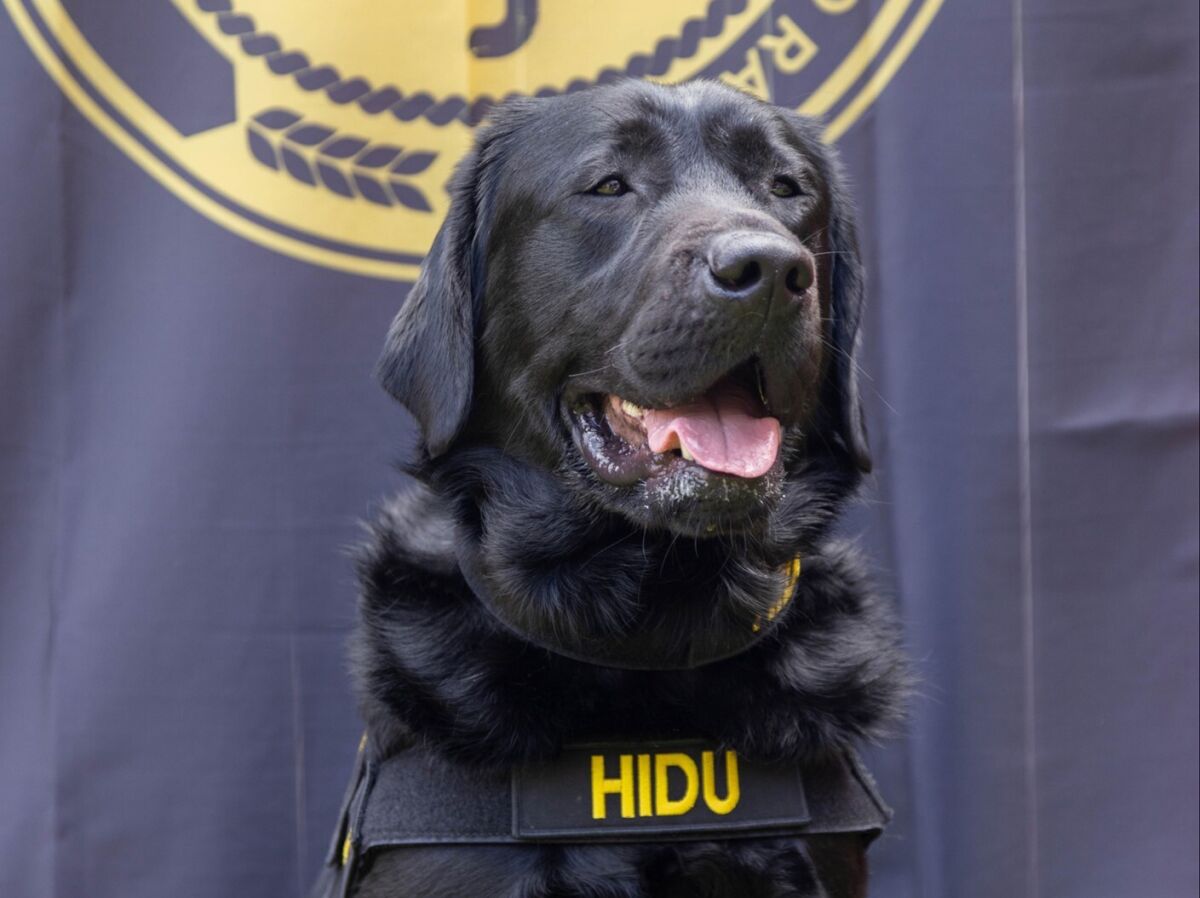 This May 2022 handout photo released by Operation Underground Railroad shows Hidu, an electronics detection dog, trained to sniff out a certain chemical used in the manufacture of small memory devices like flash drives, in Indianapolis, Indiana. The anti-sex-trafficking group loaned Hidu to help Mexico City prosecutors search the apartment of a suspected Dutch child pornography promotor arrested in early June. Hidu sniffed out a hidden cell phone and hard drives that authorities said were filled with child porn images. (Operation Underground Railroad via AP)