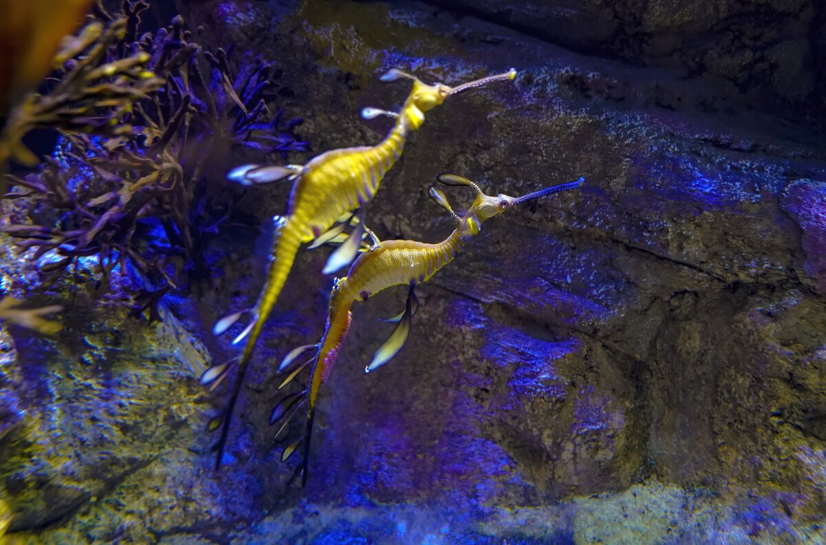 The weedy sea dragon parents swim together at the Birch Aquarium Tuesday.