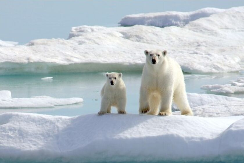 A polar bear and cub cling to an iceberg in the Arctic Islands in this 2005 photo.