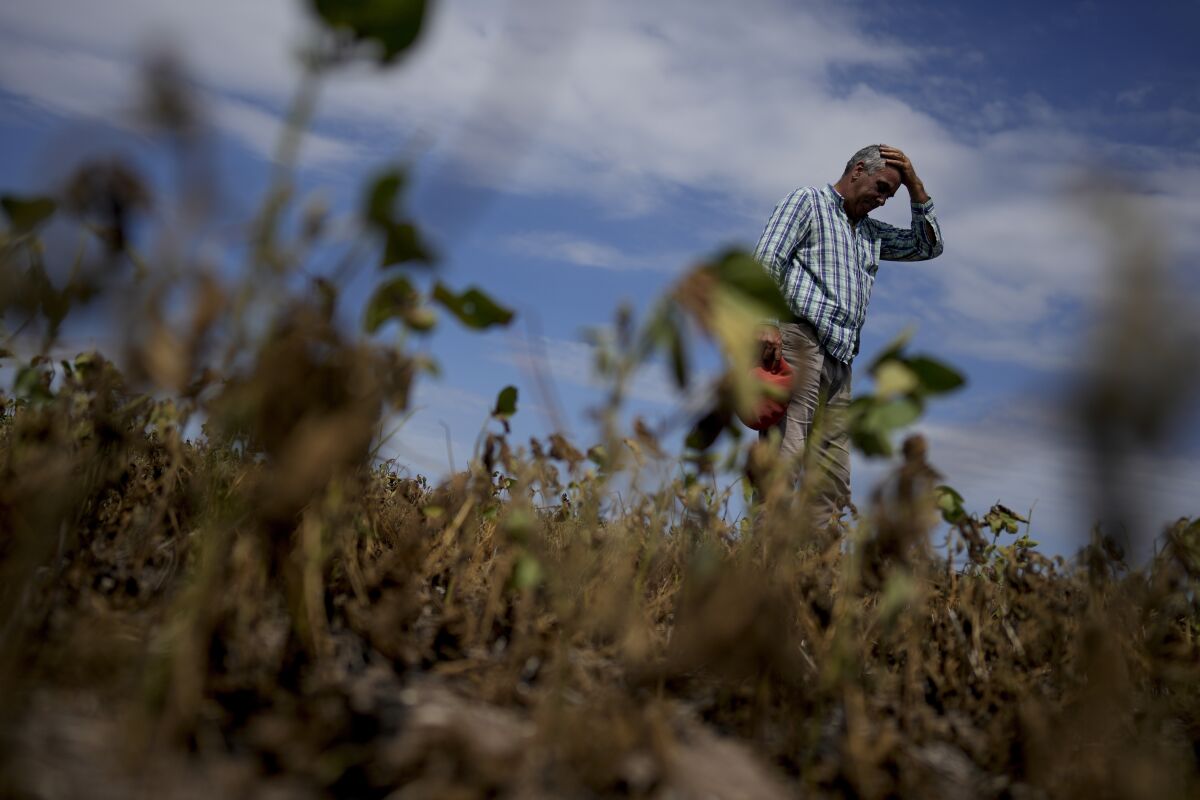 Martin Sturla stands in in his dry soybean field amid a drought in San Antonio de Areco, Argentina, Monday, March 20, 2023. Sturla said he lost 85% of his harvest of soybean and corn due to the drought. (AP Photo/Natacha Pisarenko)