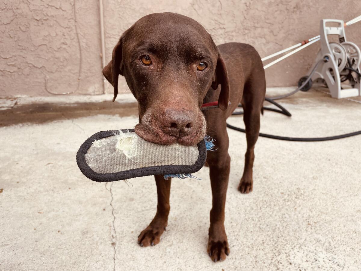 Chocolate lab holds a chew toy in his mouth