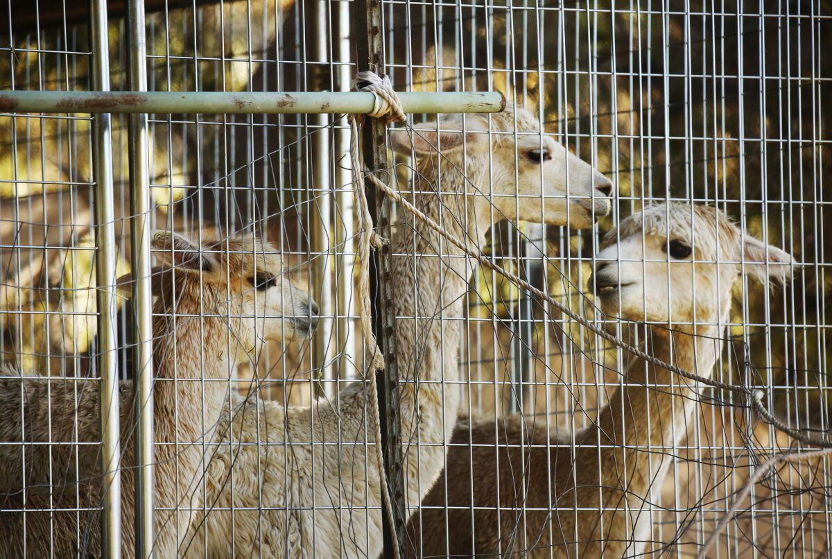 Alpacas are secured in a fenced area of a property along Mulholland Highway in Malibu, near where mountain lion P-45 is suspected of killing 11 alpacas in weekend attacks.