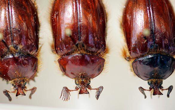 Male beetles