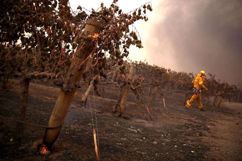 GEYSERVILLE, CALIFORNIA - OCTOBER 24: Charred grape vines are seen after the Kincade Fire moved through the area on October 24, 2019 in Geyserville, California. Fueled by high winds, the Kincade Fire has burned over 10,000 acres in a matter of hours and has prompted evacuations in the Geyserville area. (Photo by Justin Sullivan/Getty Images) ** OUTS - ELSENT, FPG, CM - OUTS * NM, PH, VA if sourced by CT, LA or MoD **