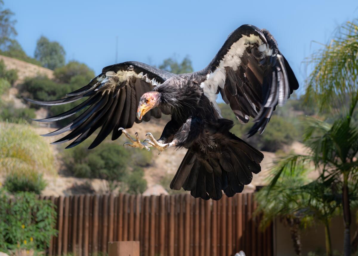 An adult California condor at the L.A. Zoo.