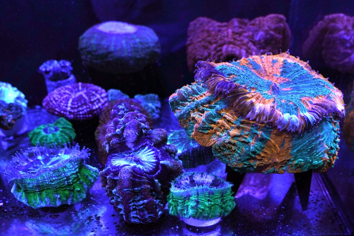 A variety of fluorescent and fleshy solitary stony corals are on display at the Coral Morphologic lab, Wednesday, March 2, 2022, in Miami. Coral Morphologic was founded by marine biologist Colin Foord and musician J.D. McKay to raise awareness about dying coral reefs, presenting the issue through science and art. (AP Photo/Lynne Sladky)