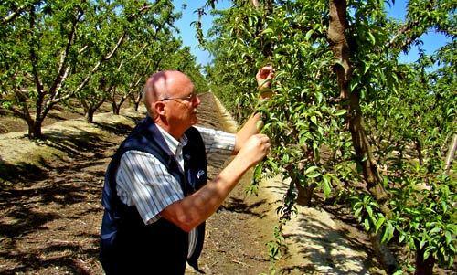 FRUIT OF HIS LABORS: Gordon Wiebe examines tiny nectarines in one of his orchards near Reedley, Calif. The stone fruit will begin to ripen soon.