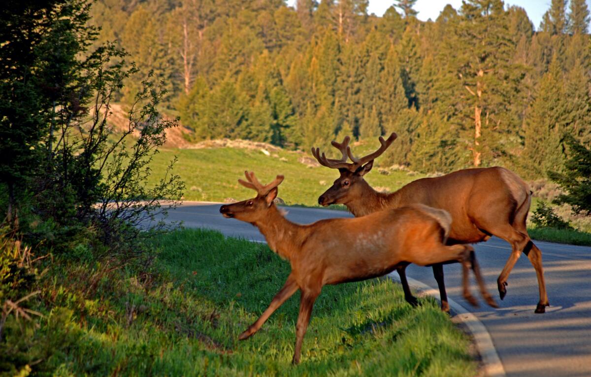 Elk make their way across the road in Yellowstone National Park. National parks and forests across the country waive fees Sept. 27 for National Public Lands Day.