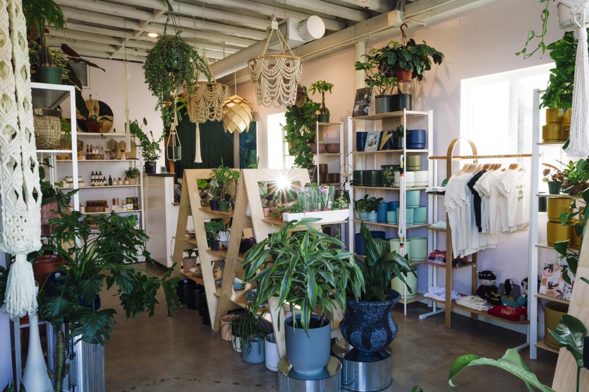 Plants line the interior of Pippi + Lola in Long Beach
