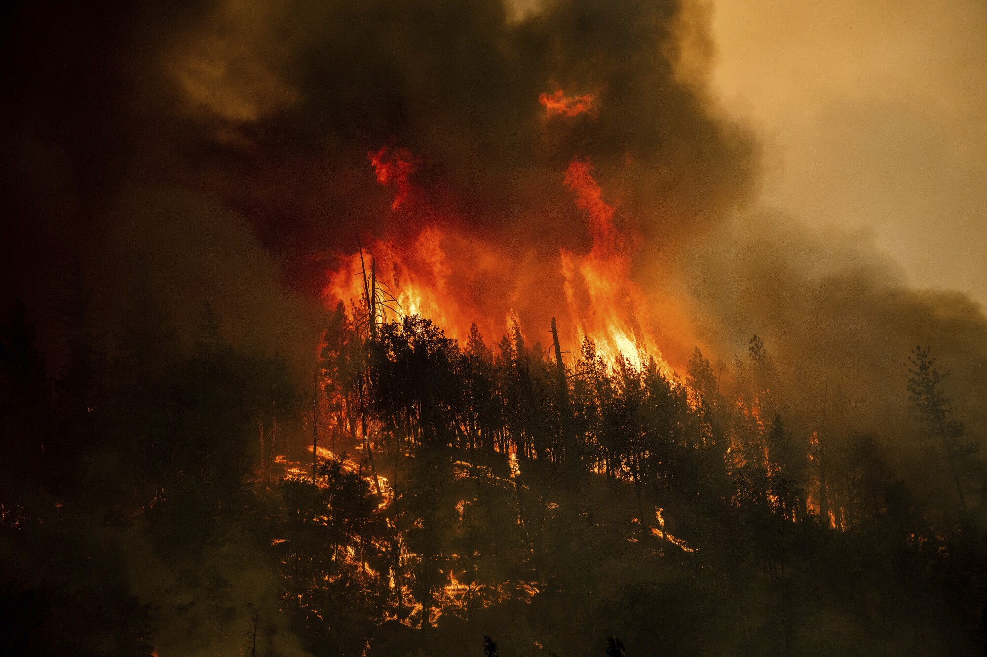 Trees go up in flames from a wildfire