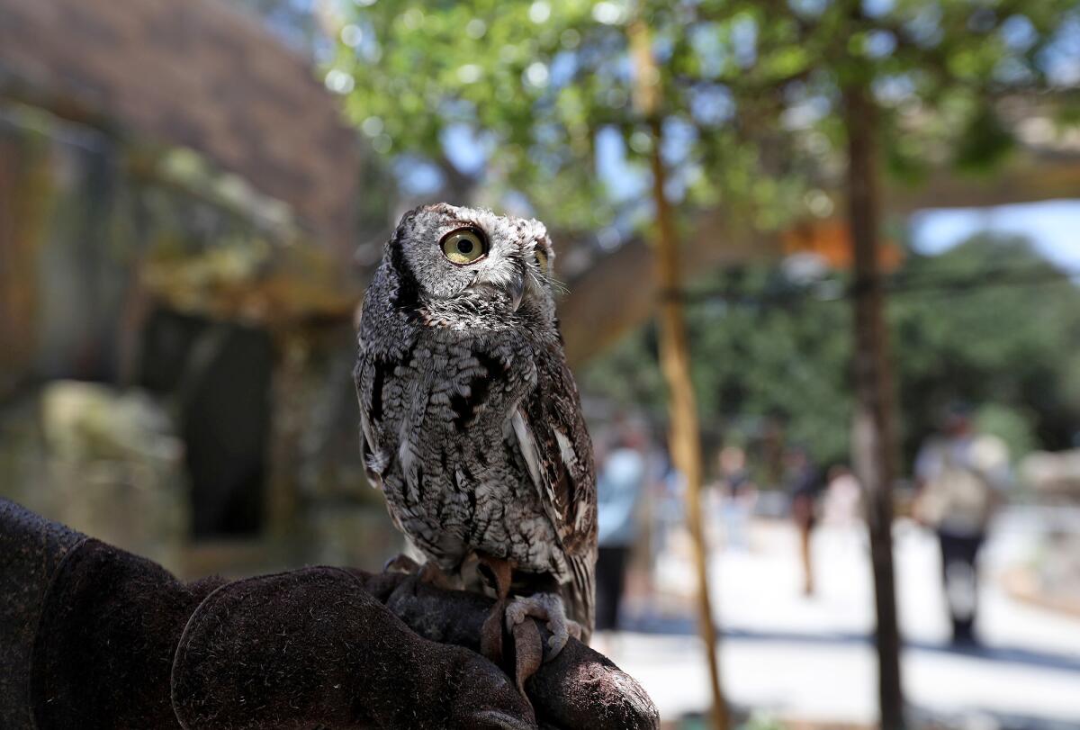 Minion, a screech owl, at the OC Zoo.