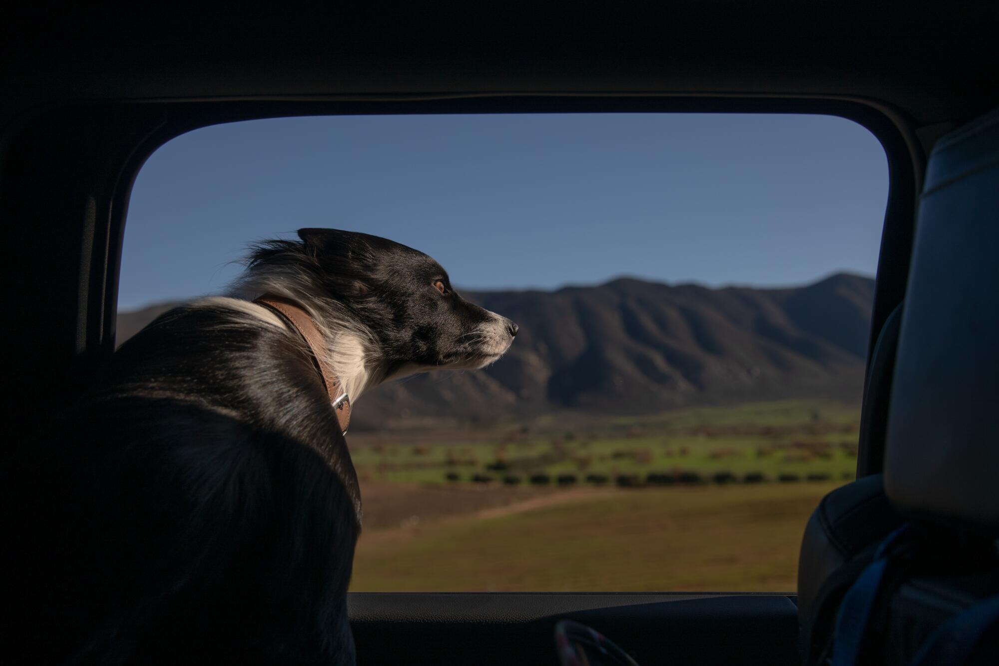 A black and white border collie leaning her head out of a car window.