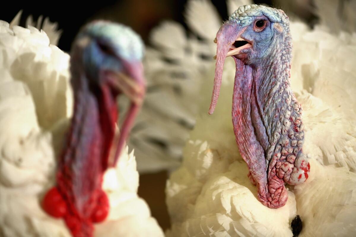 The male turkey's ability to change the color of its head and neck from red to blue to white has inspired a new explosives-detecting technology, researchers say.
