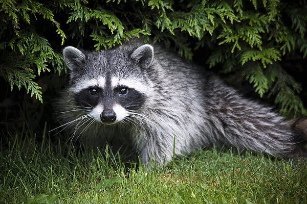Racoons may be cute, but they can wreak havoc with freshly planted sod.