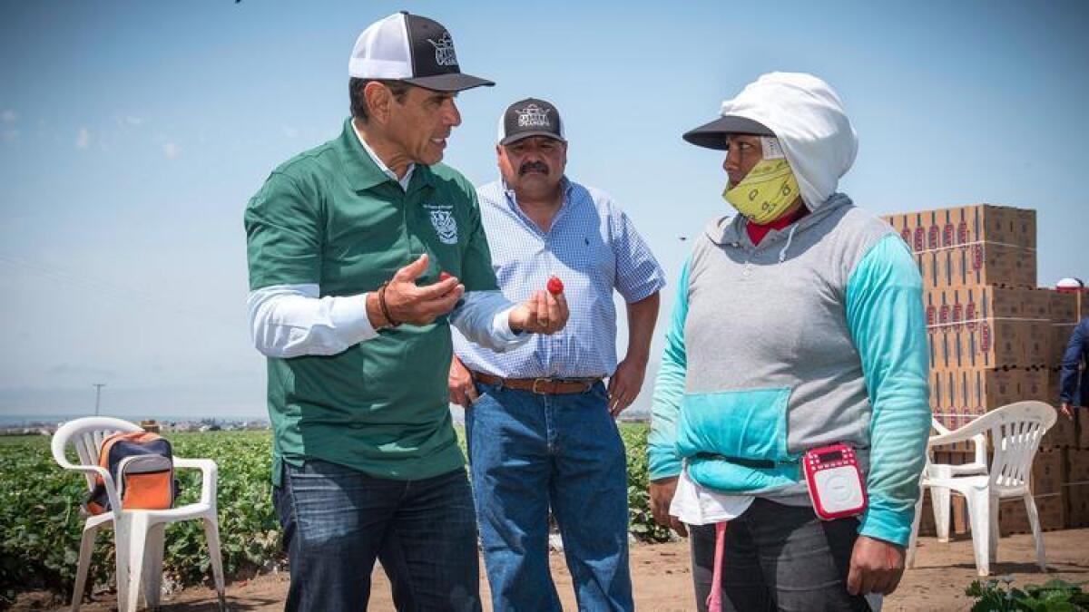 El ex alcalde de Los Ángeles, Antonio Villaraigosa durante una visita en Cabrera Farms en Salinas. (David Butow / For The Times)