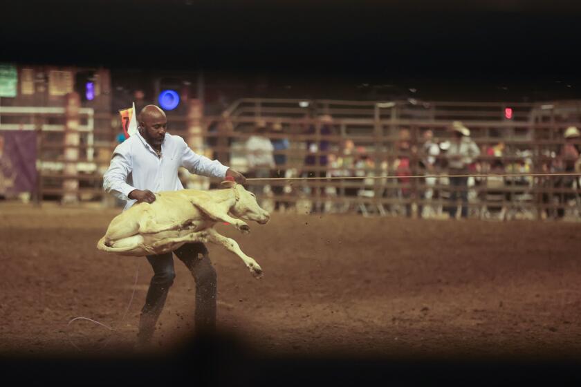 Industry, CA - July 20: A cowboys throws down a cow before hog tie their feet during the Bill Pickett Rodeo on Saturday, July 20, 2024 in Industry, CA. (Michael Blackshire / Los Angeles Times)